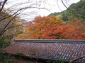 綺麗な紅葉