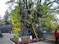 大イチョウ