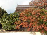 金剛寺1