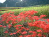 葛城古道 彼岸花3