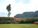 葛城古道 彼岸花1