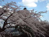 九品寺の枝垂桜3