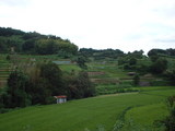 明日香村稲淵の棚田