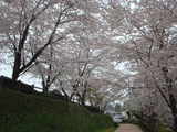 代官所の桜3