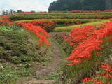 葛城古道 彼岸花2