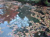 五條市 大澤寺 紅葉2