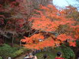 桜井市・多武峰の紅葉2