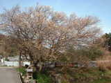 鶯宿梅2