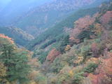 スカイラインの紅葉6