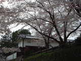 代官所の桜2