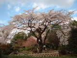 九品寺の枝垂桜1