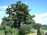 大川杉1