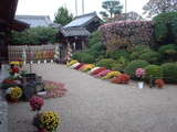 金剛寺の菊