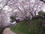 代官所の桜1